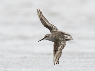  - Broad-billed Sandpiper