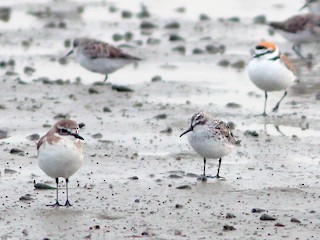  - Broad-billed Sandpiper