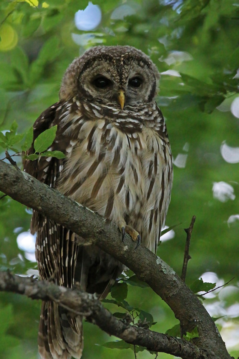 Barred Owl - ML459326921