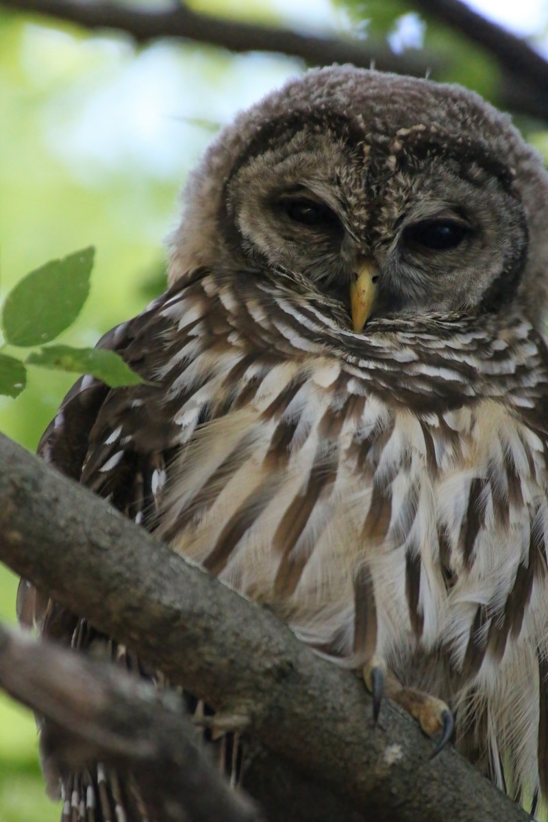 Barred Owl - ML459326961