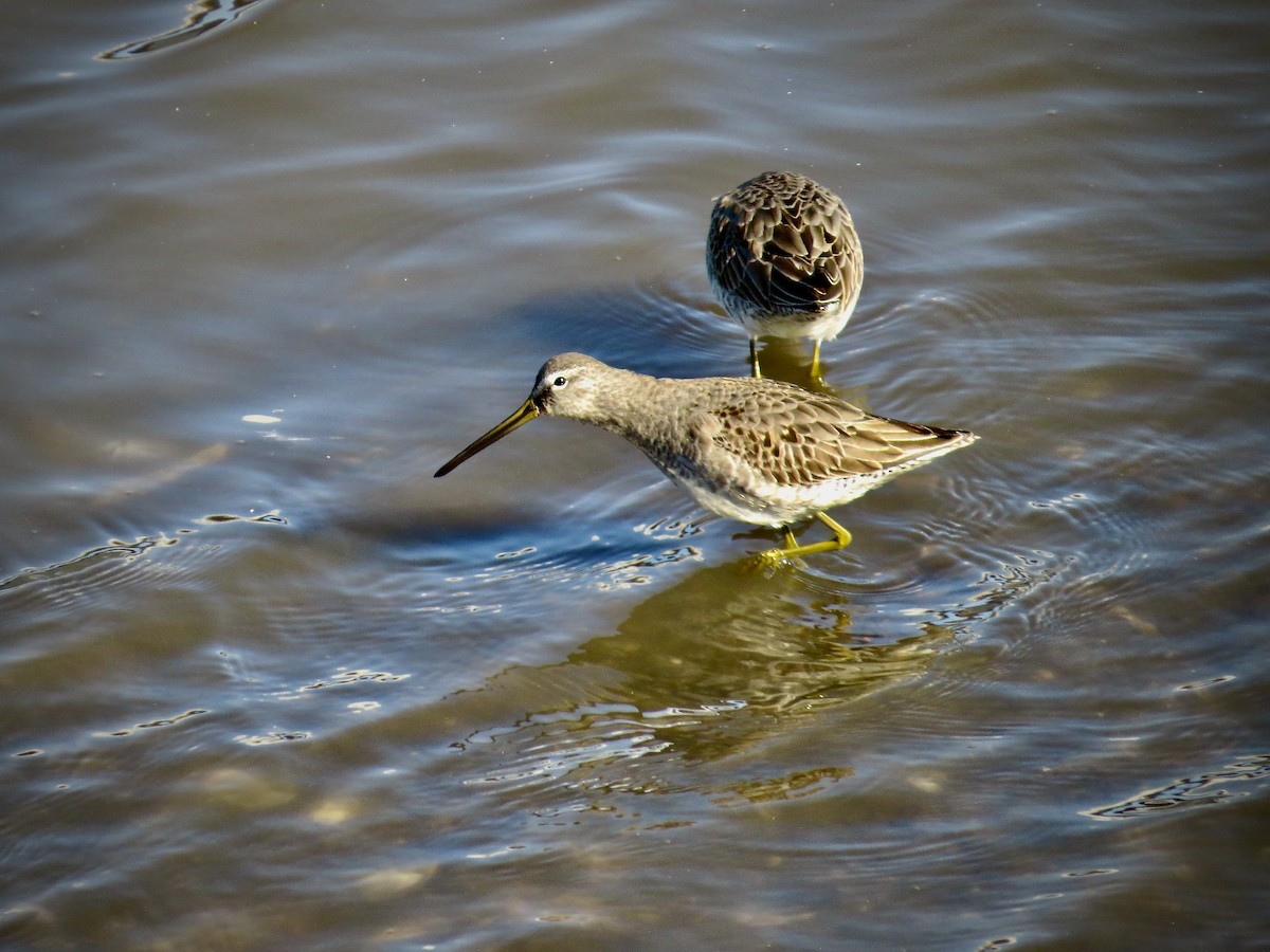 Long-billed Dowitcher - ML459328811