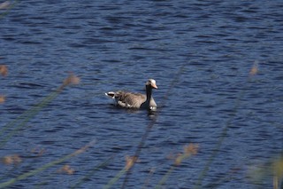 Greater White-fronted Goose, ML459337351