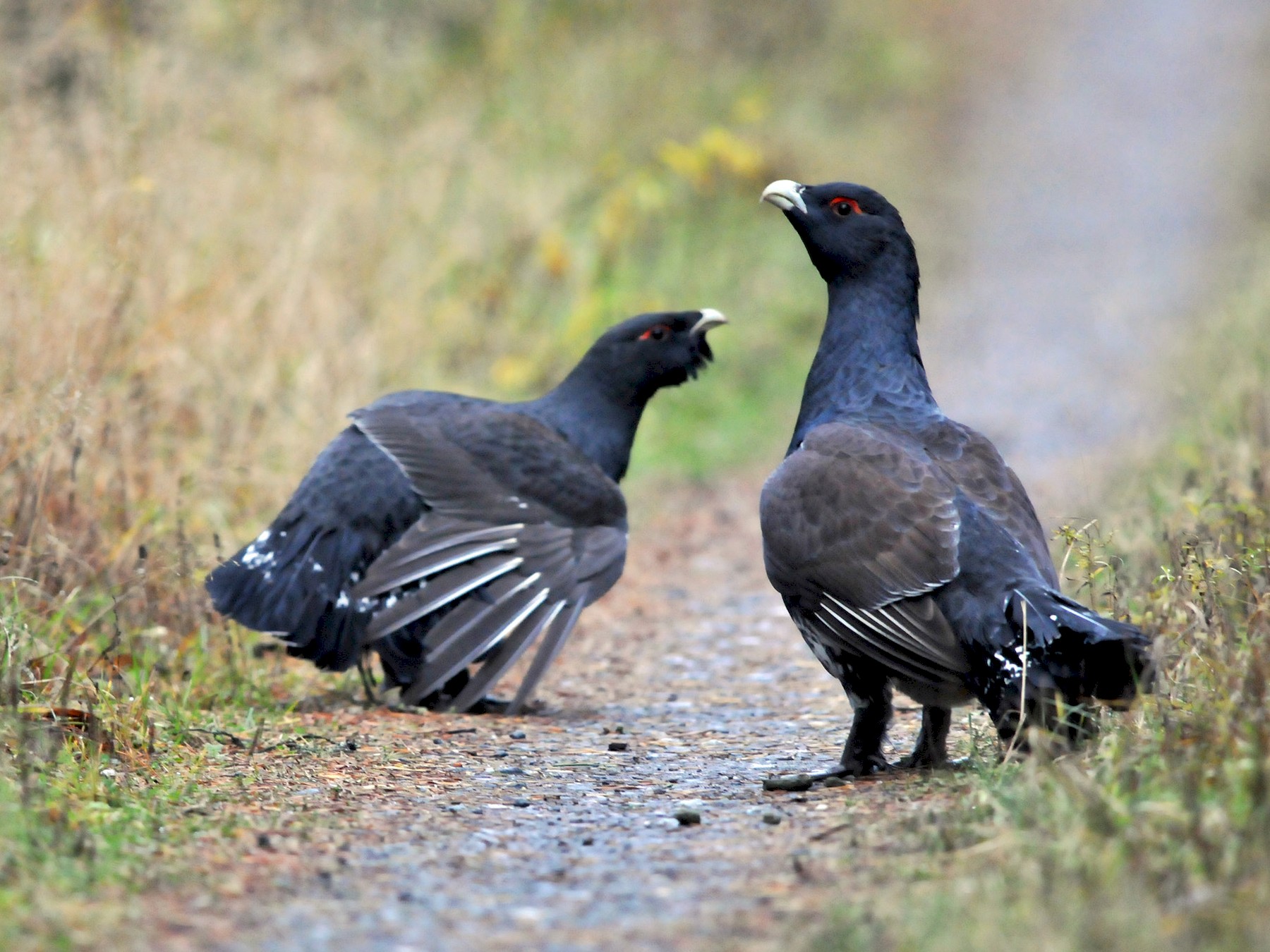 Buyuk Orman Tavugu Ebird