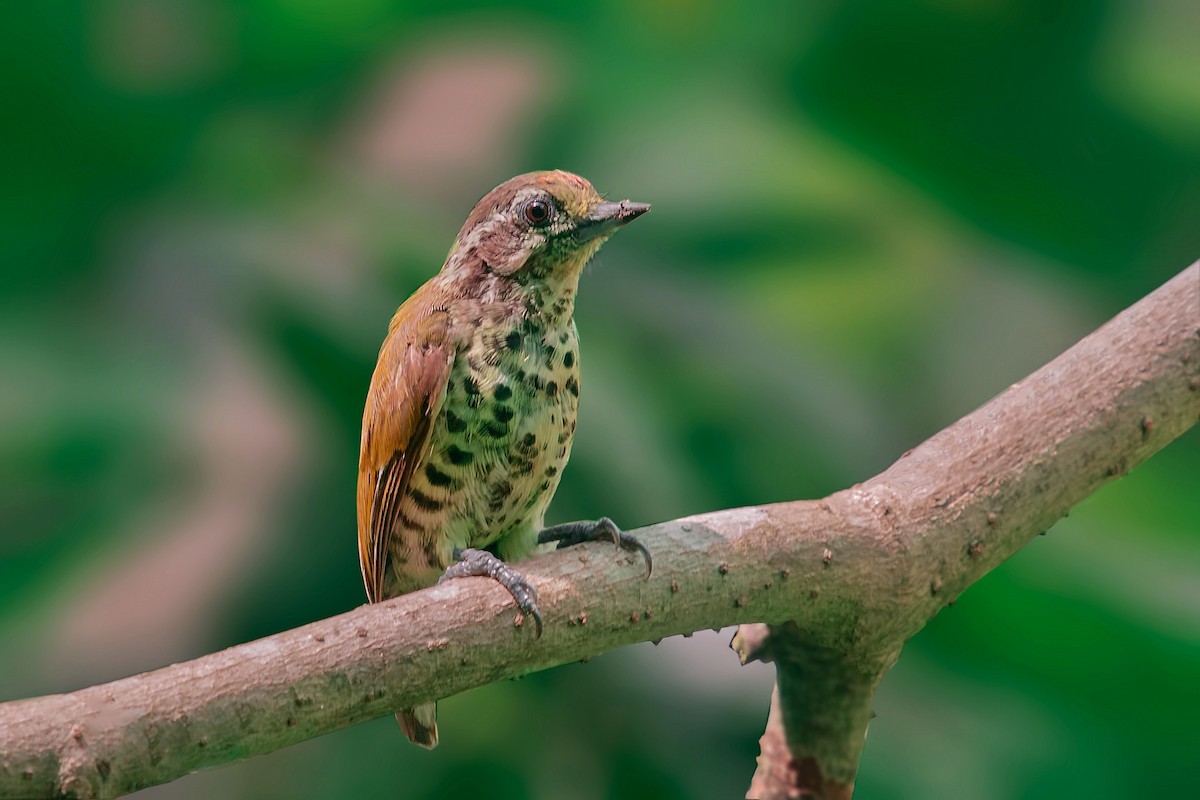 Speckled Piculet - ML459344481
