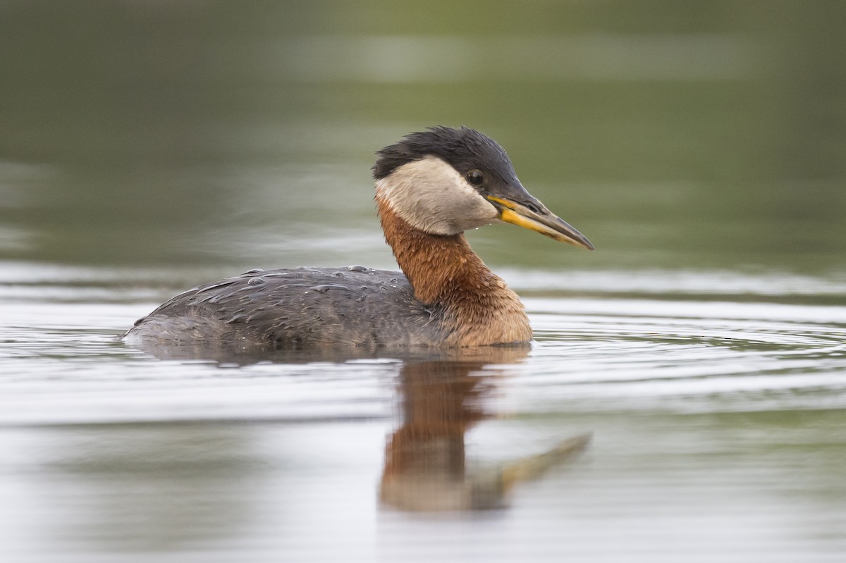 Red-necked Grebe - ML459345331