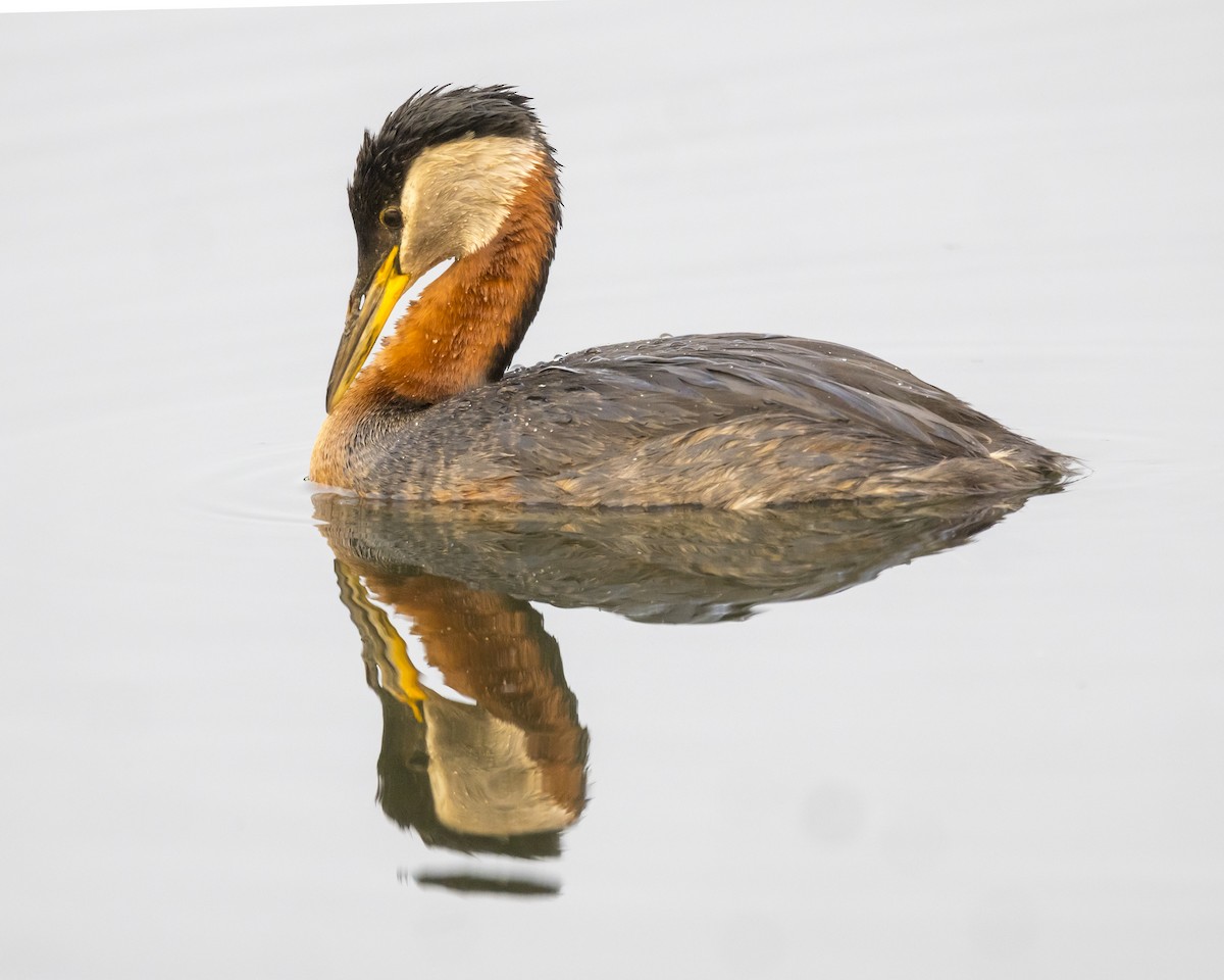 Red-necked Grebe - ML459345511