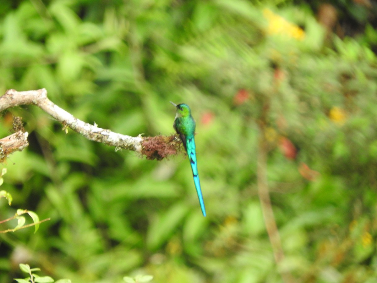 Long-tailed Sylph - ML459345541