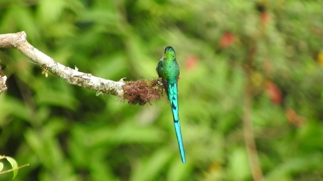 Long-tailed Sylph - ML459345791