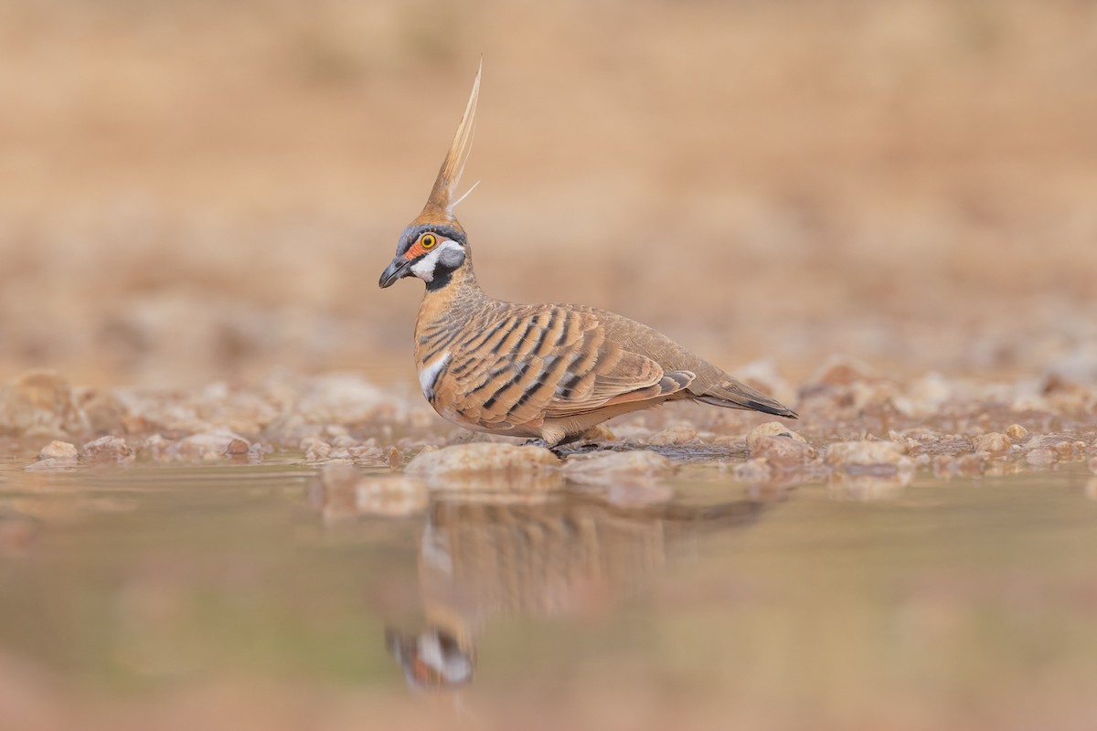 Spinifex Pigeon - ML459350591