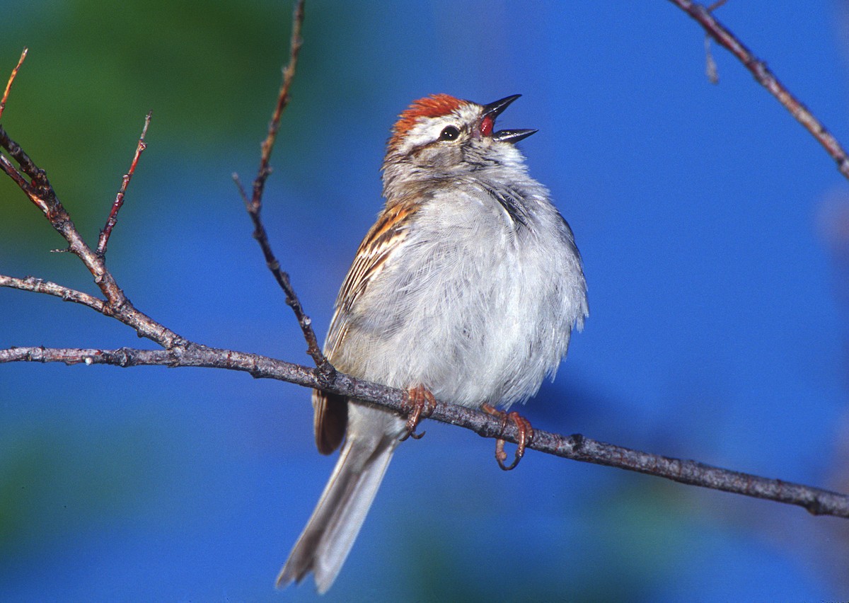 Chipping Sparrow - Mark Chappell