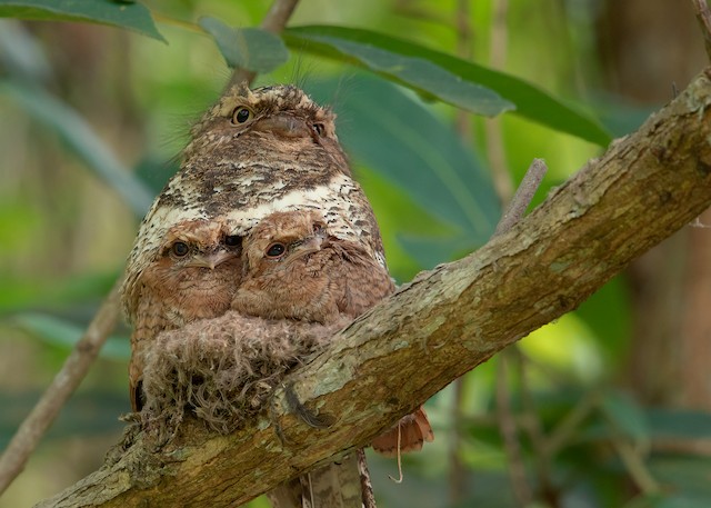 Hodgson's Frogmouth - Batrachostomus hodgsoni - Birds of the World