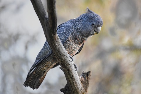 Gang-gang Cockatoo - eBird