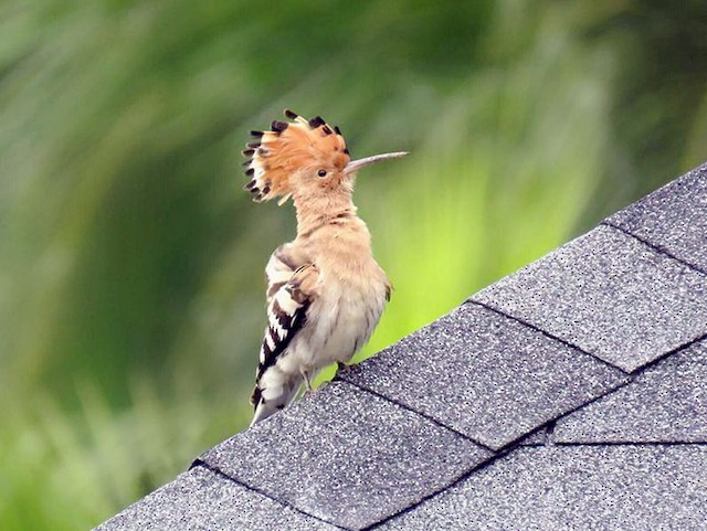 (Eurasian) - Eurasian Hoopoe - 