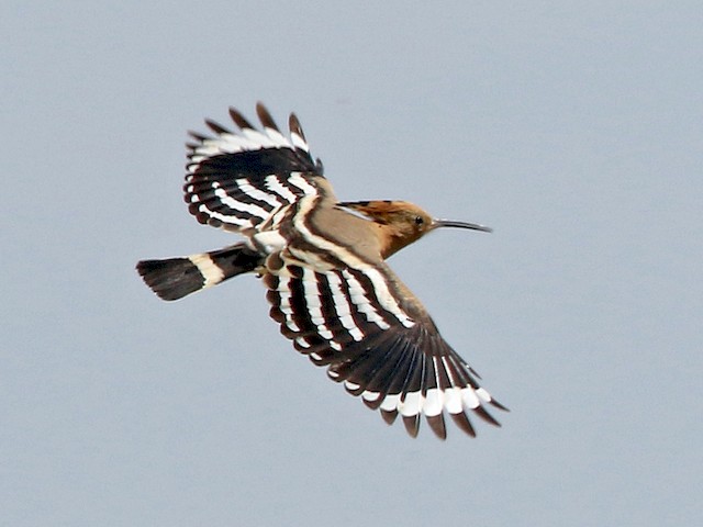 (Eurasian) - Eurasian Hoopoe - 