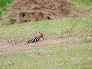  - Eurasian Hoopoe
