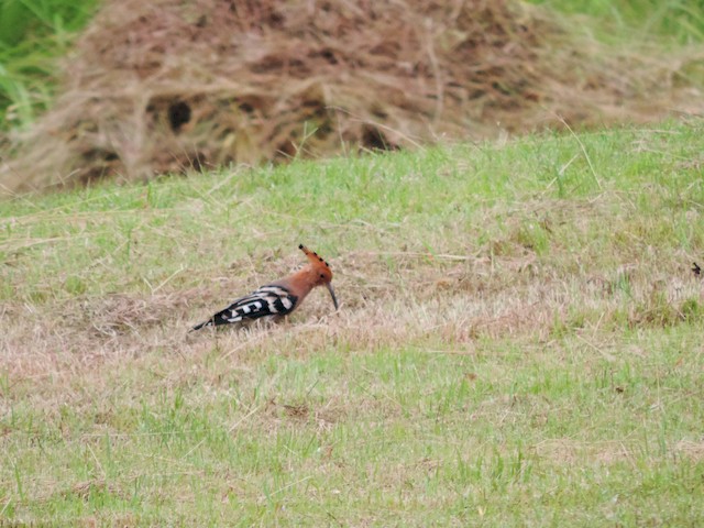 (Eurasian) - Eurasian Hoopoe - 