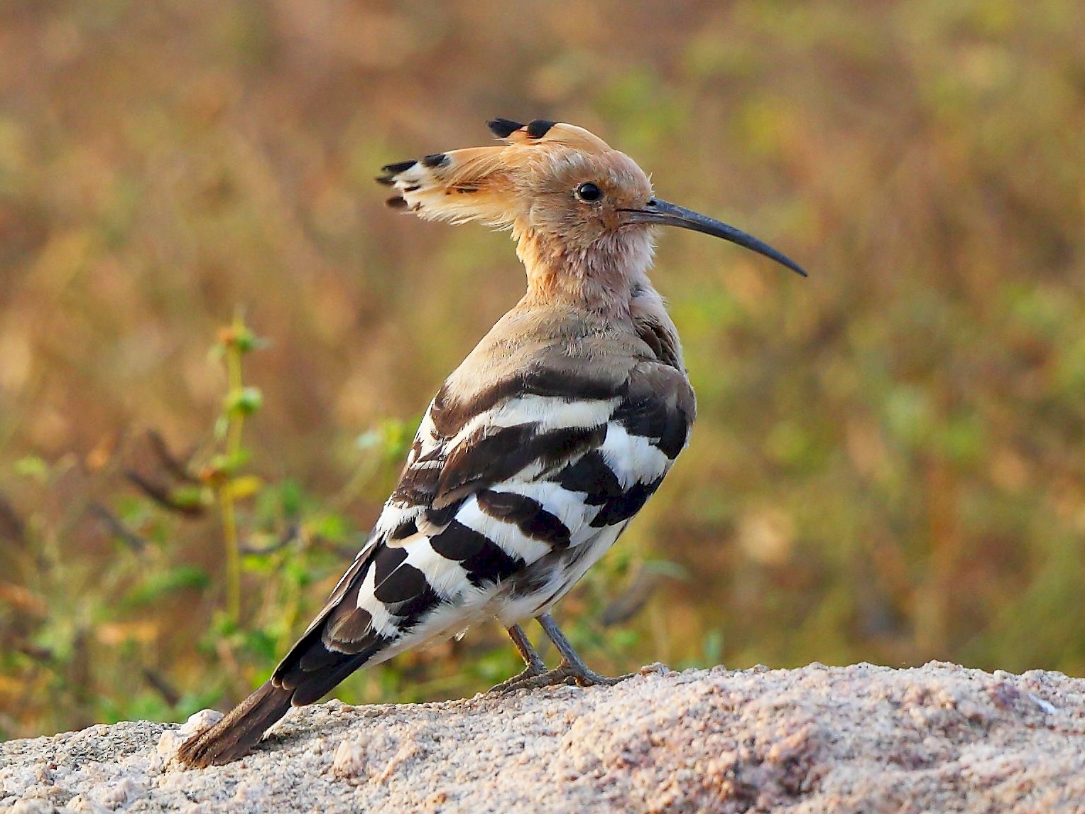 Eurasian Hoopoe - Albin Jacob