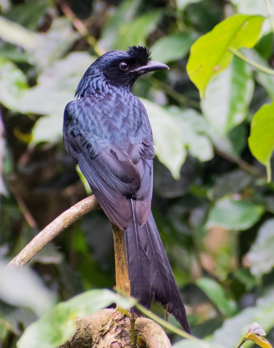Greater Racket-tailed Drongo - ML459358271