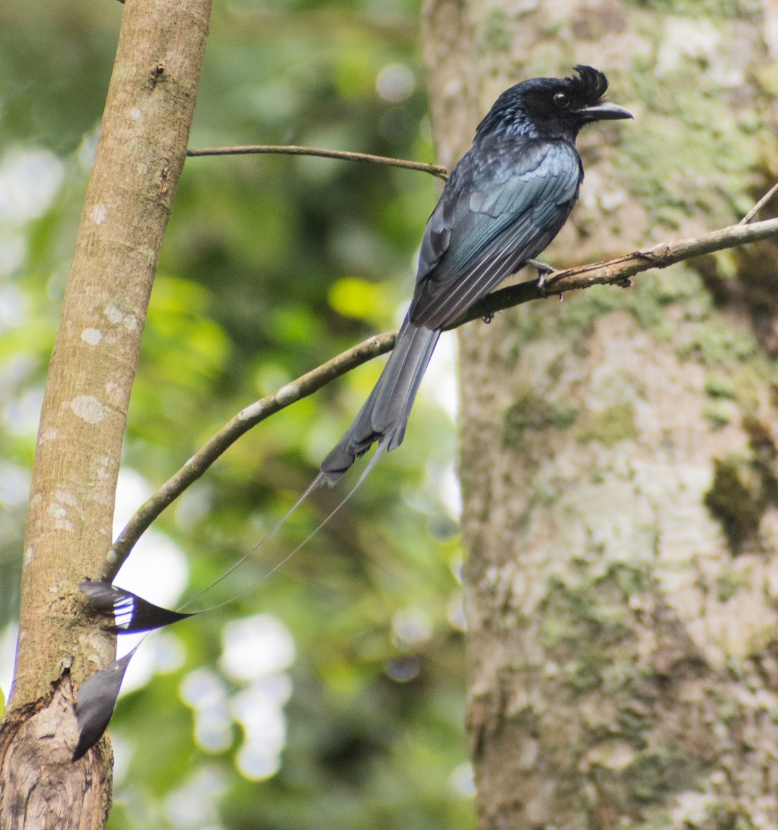 Greater Racket-tailed Drongo - ML459358281