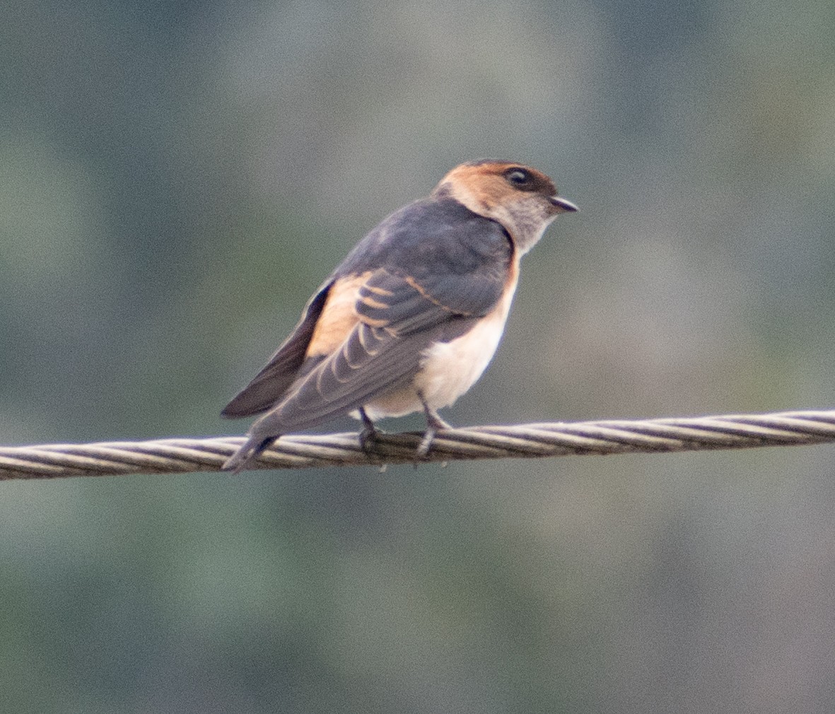 Red-rumped Swallow - ML459358641