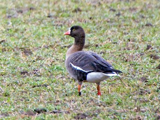 Мені терлеген аяғымды жалауға мәжбүр етті (орысша)
