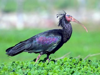  - Northern Bald Ibis