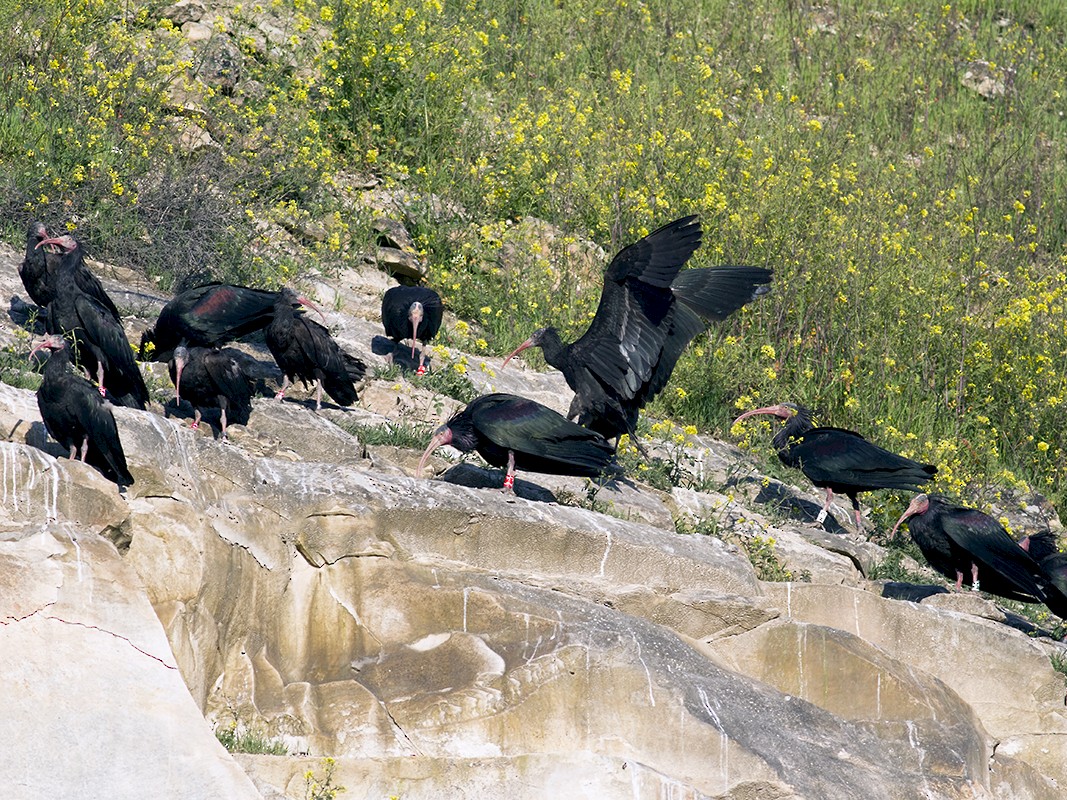 Northern Bald Ibis - Mustafa Çulcuoğlu