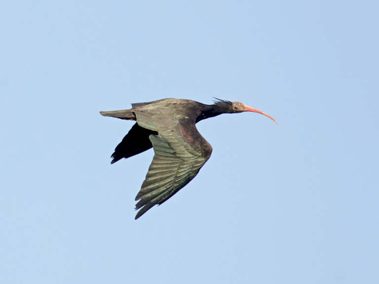 Northern Bald Ibis - Joshua Vandermeulen