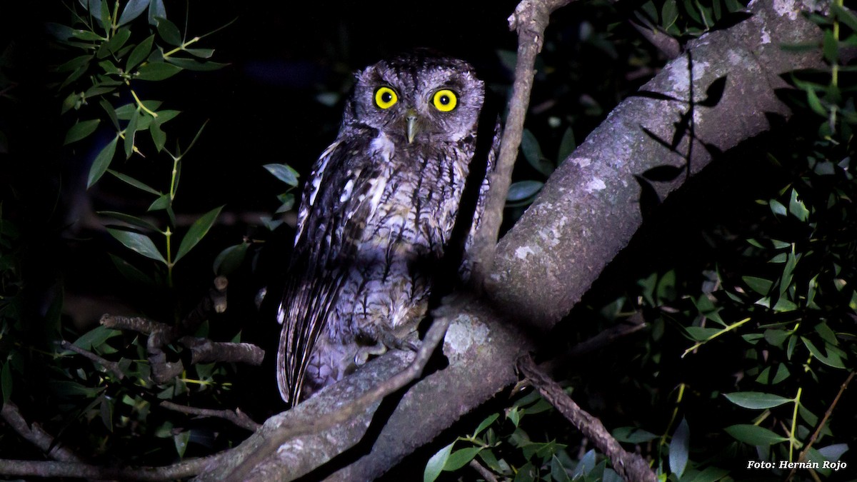 Tropical Screech-Owl - Hernán Rojo