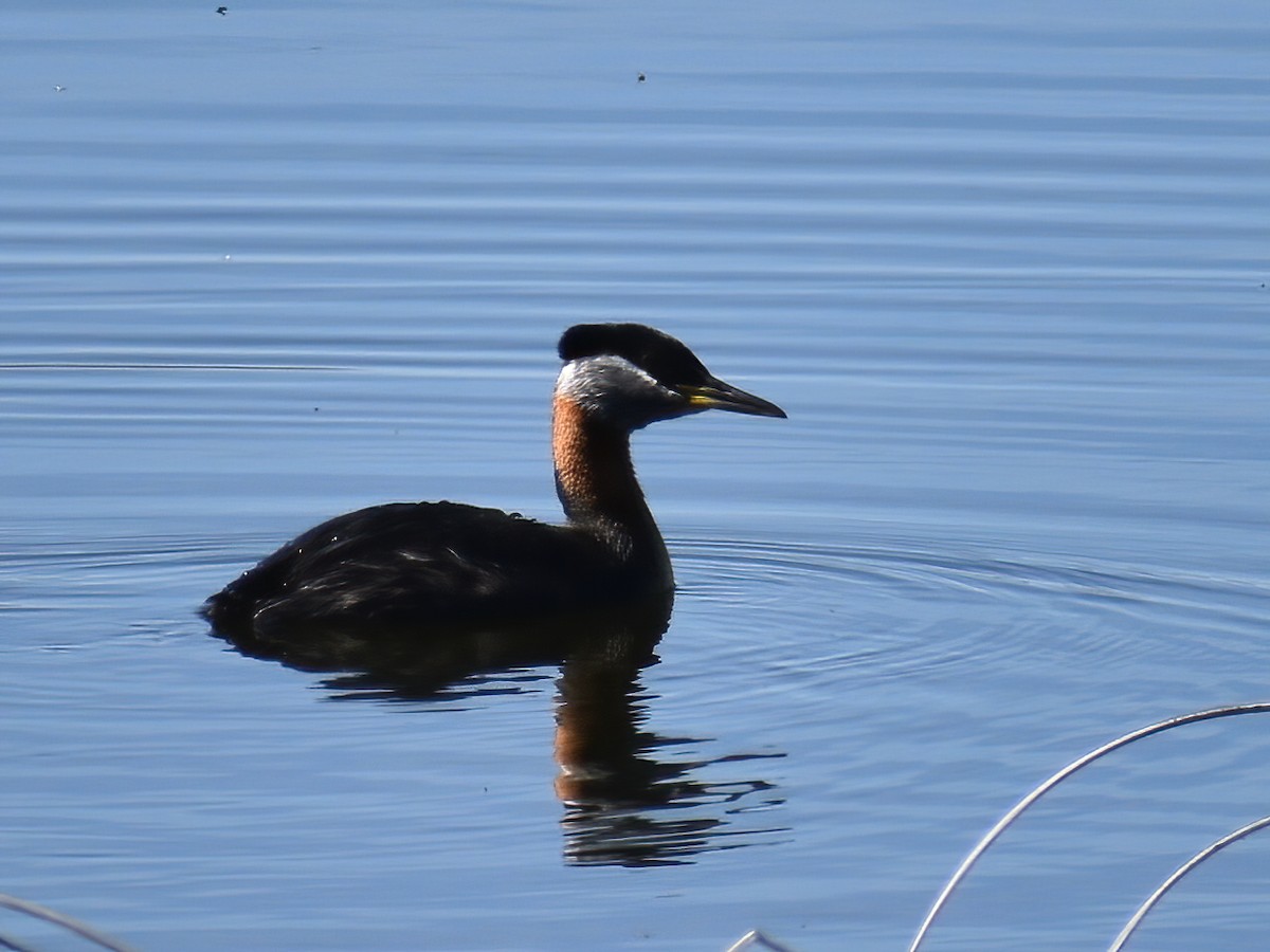Red-necked Grebe - ML459361301