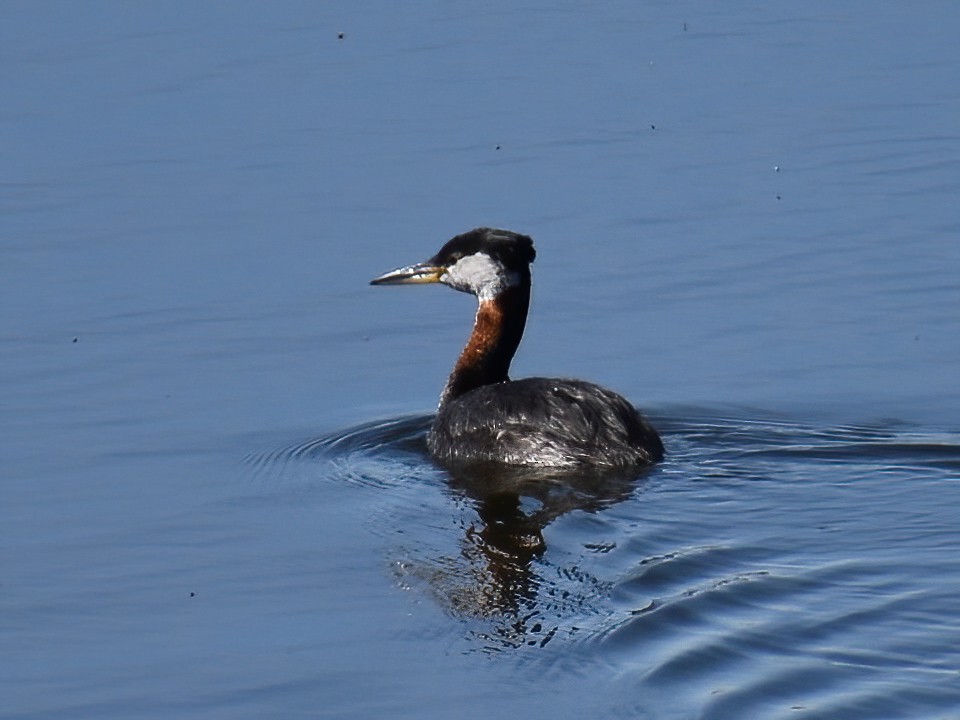 Red-necked Grebe - ML459361331