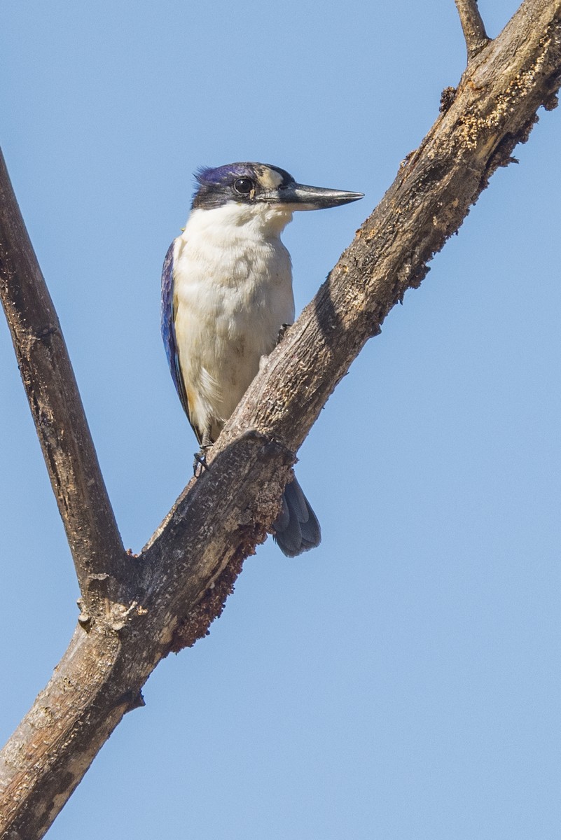Forest Kingfisher - ML459363401
