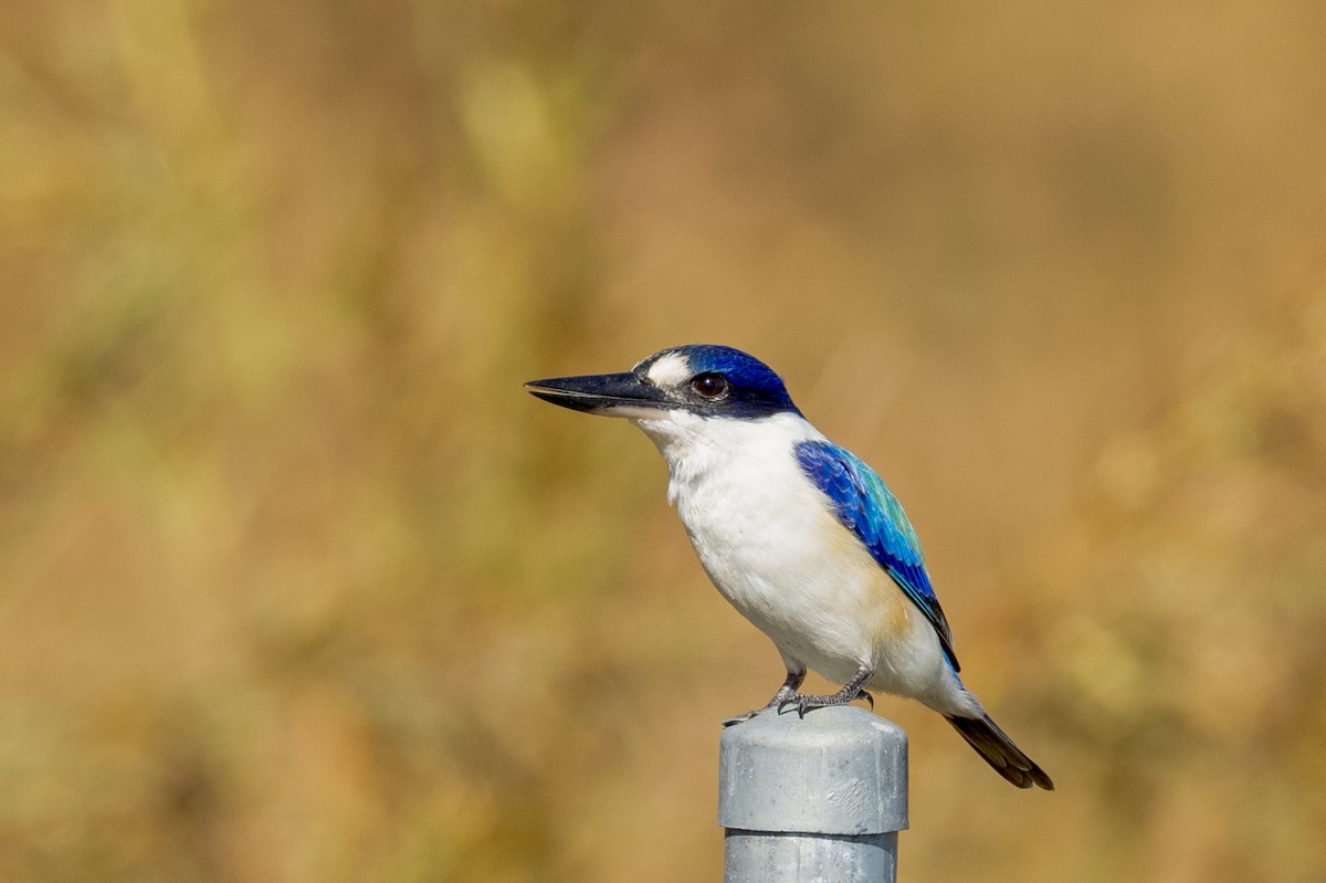 Forest Kingfisher - ML459363491