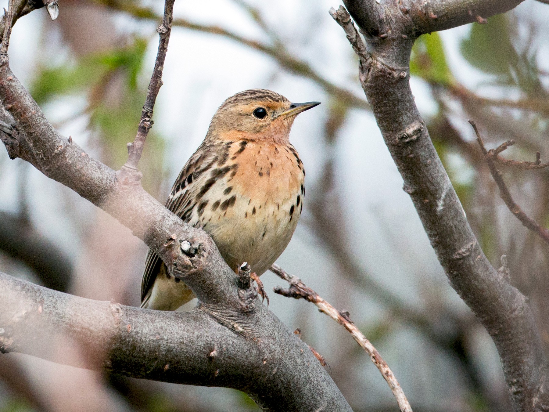 Red-throated Pipit - eBird