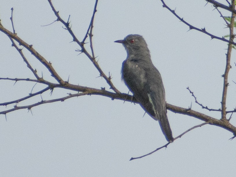 Gray-bellied Cuckoo - ML459365431