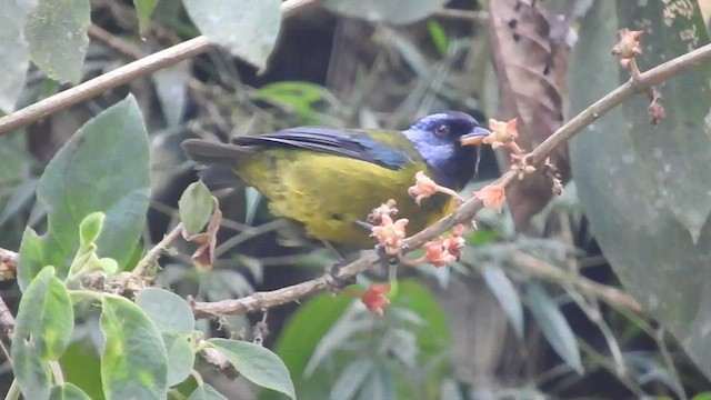 Moss-backed Tanager - ML459365821