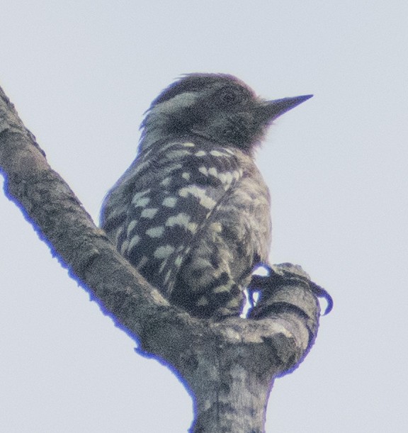 Brown-capped Pygmy Woodpecker - ML459366091