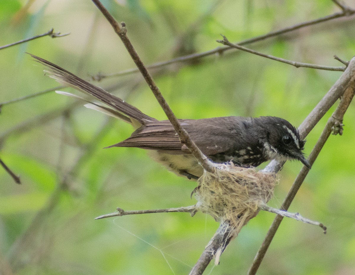 Spot-breasted Fantail - ML459366421
