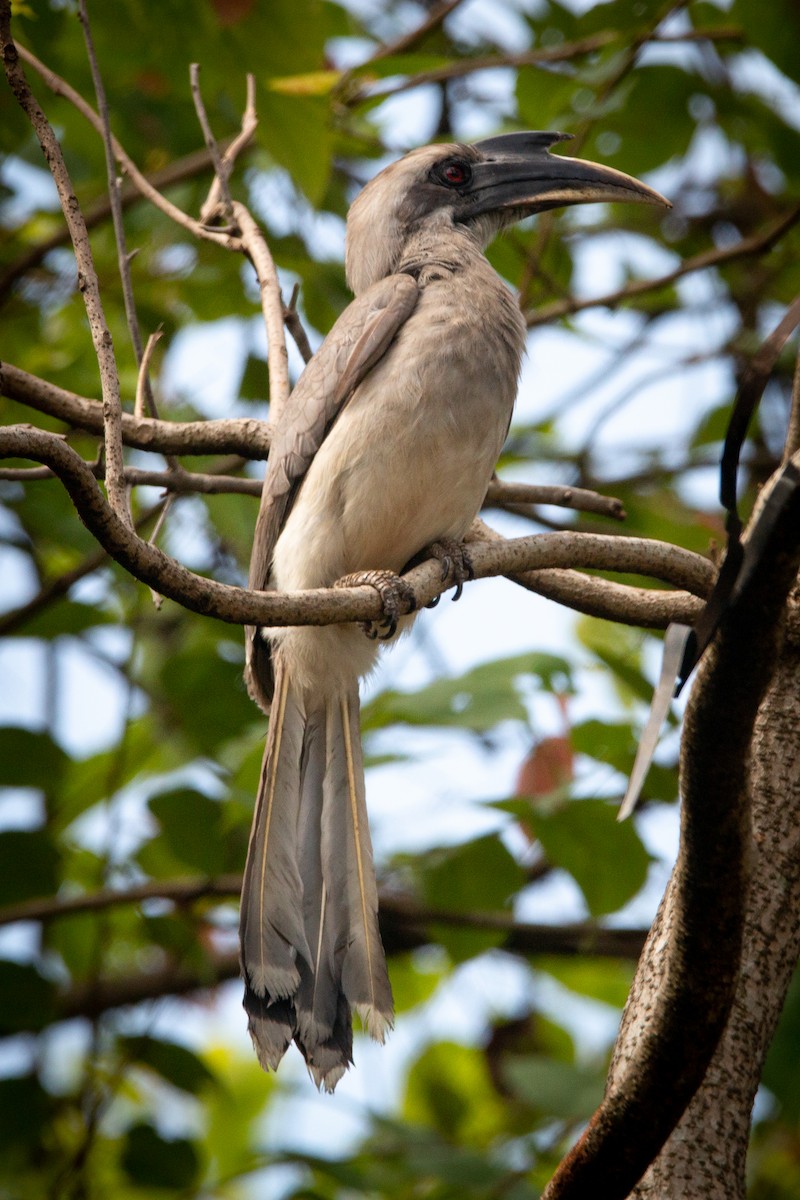 Indian Gray Hornbill - ML459367331