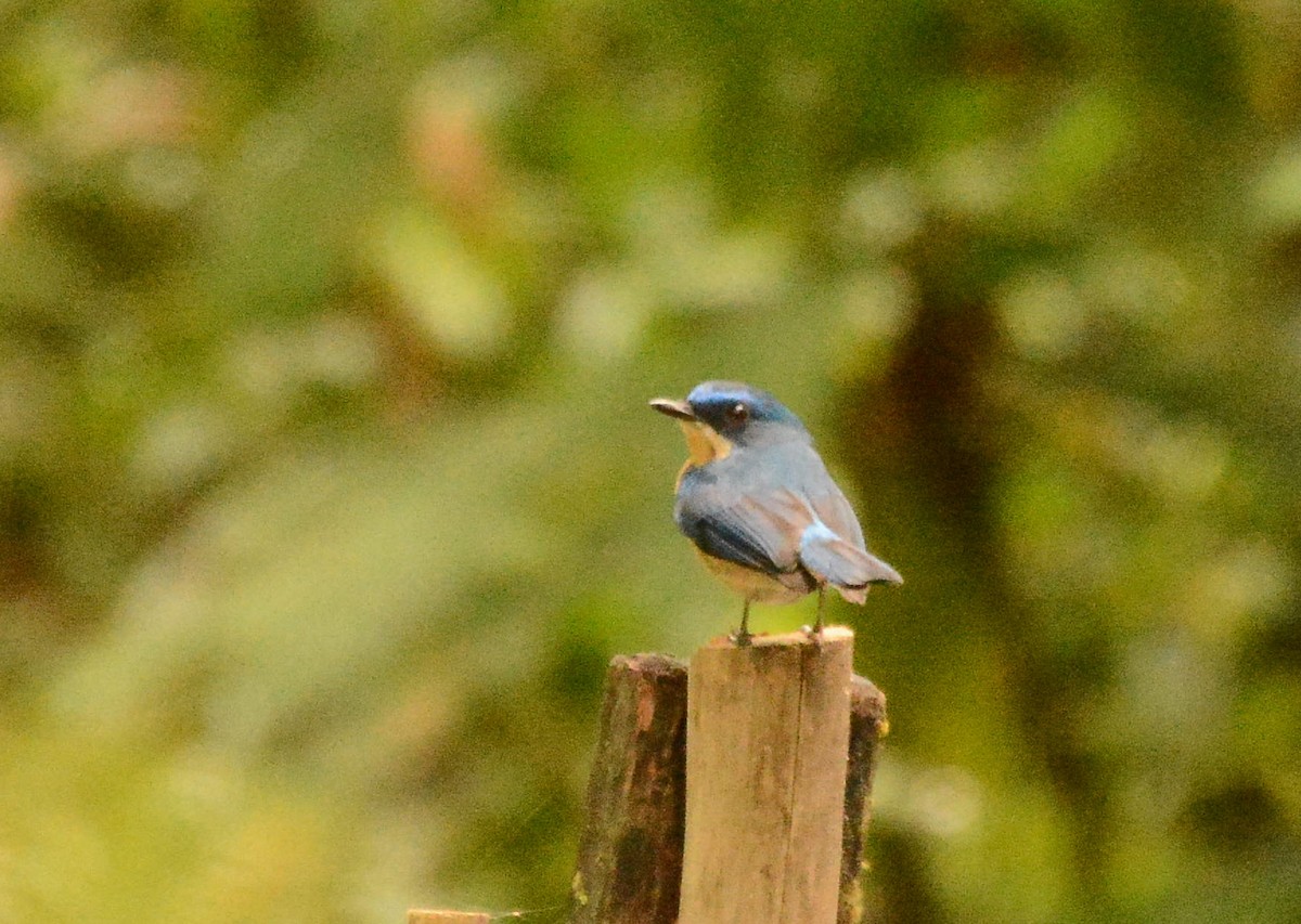 Malaysian Blue Flycatcher - Wangworn Sankamethawee