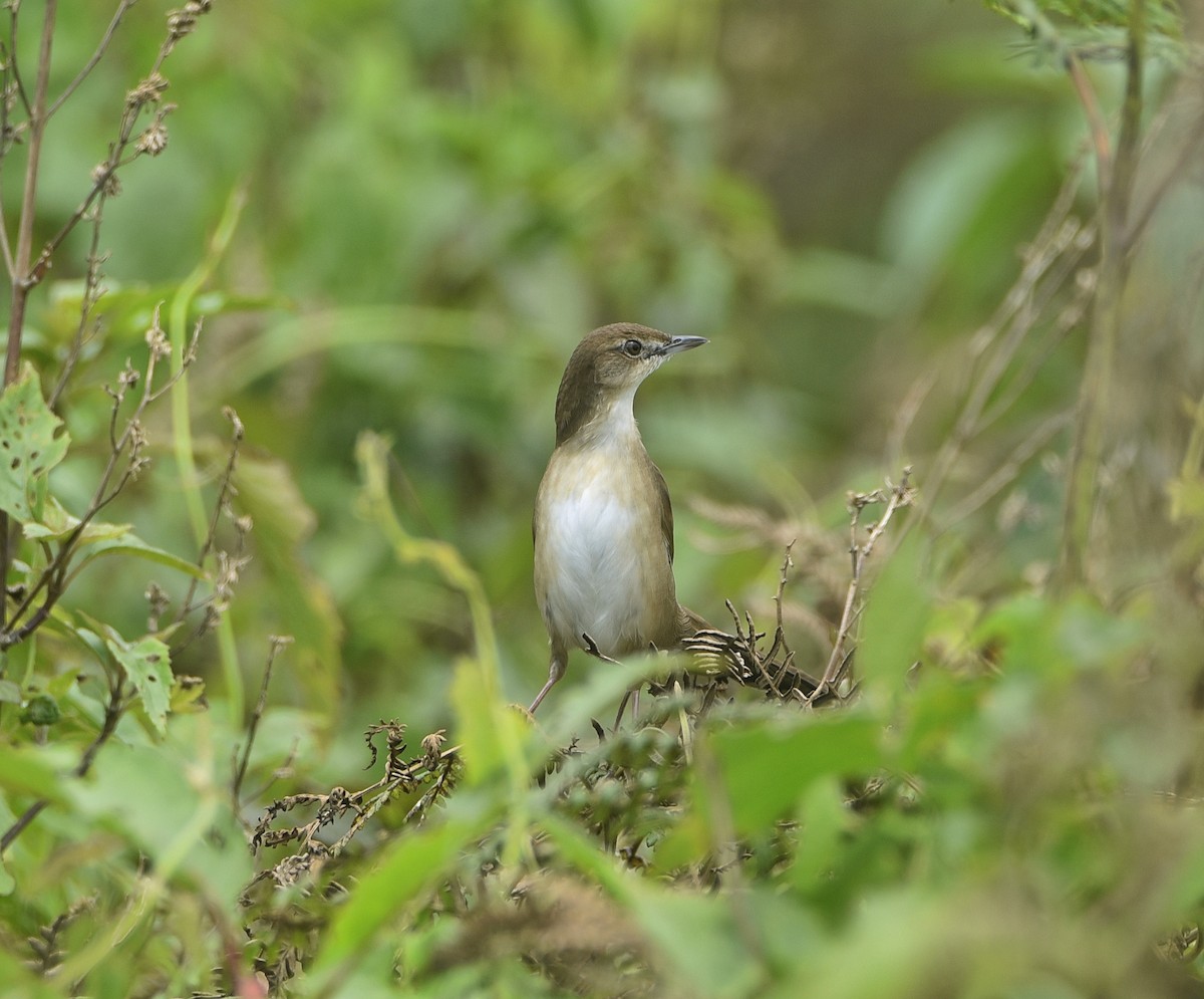 Broad-tailed Grassbird - ML459375461