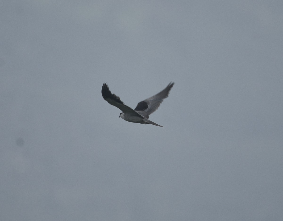 Black-winged Kite - Afsar Nayakkan