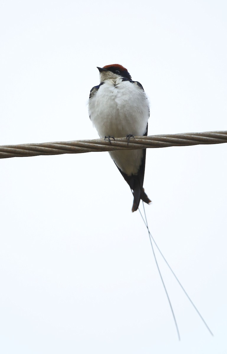 Wire-tailed Swallow - ML45937631