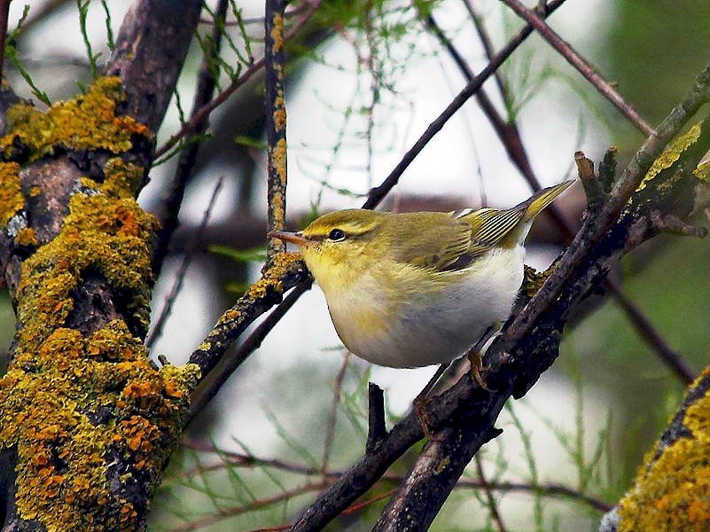 wood warblers