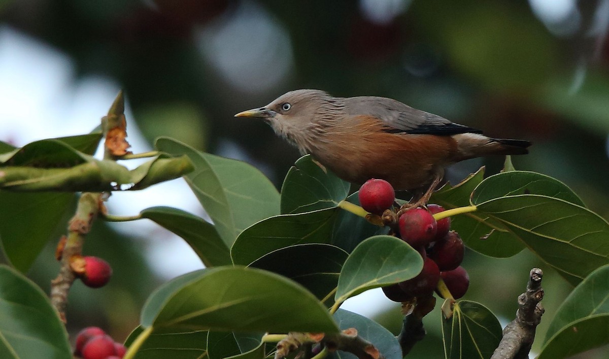 Chestnut-tailed Starling - ML45937701
