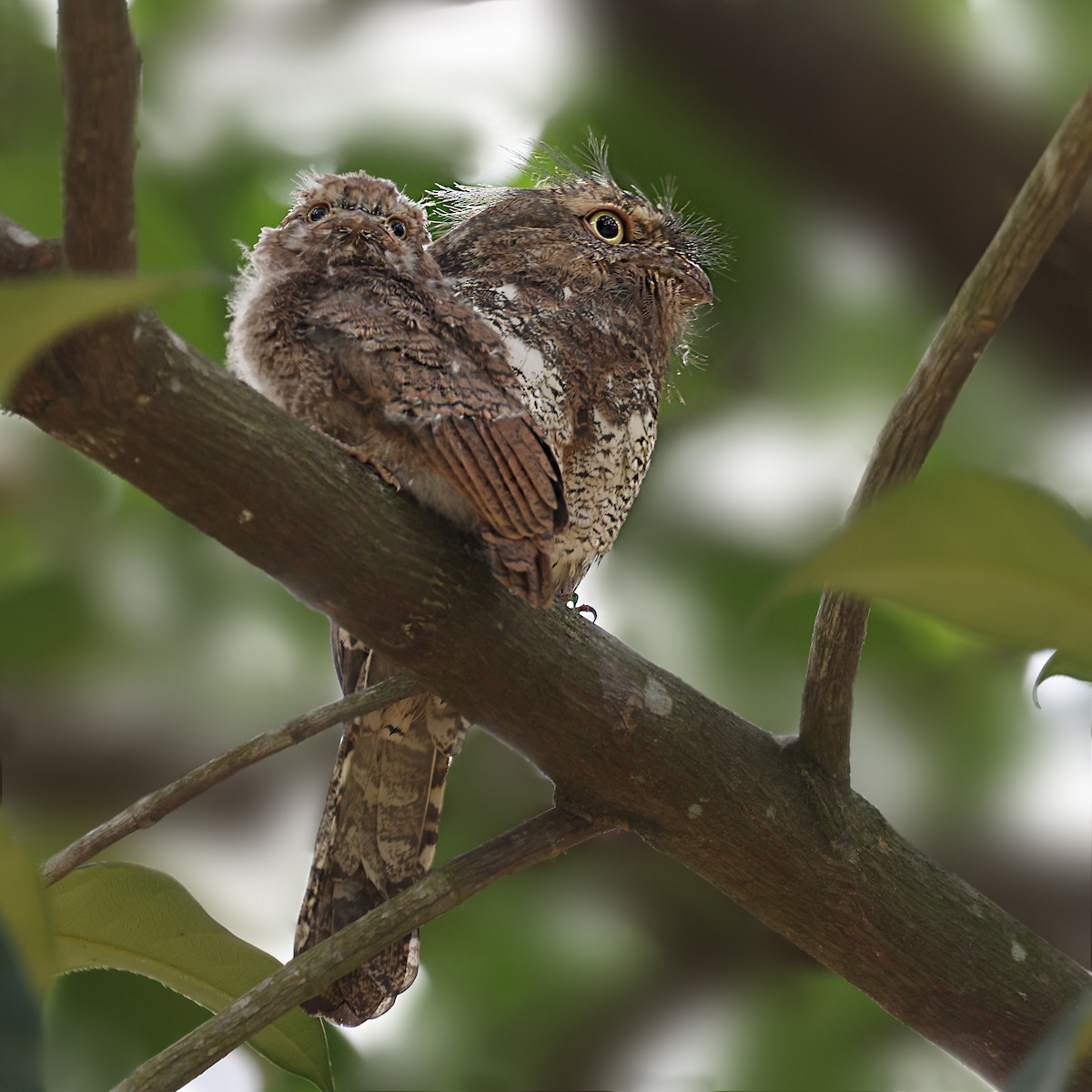 Blyth's Frogmouth - Ching Chai Liew
