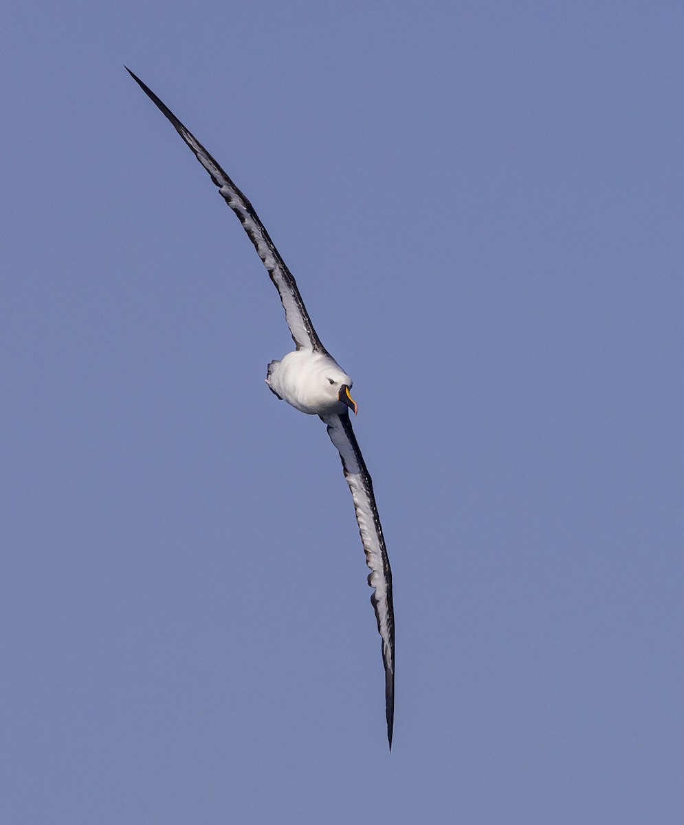 Yellow-nosed Albatross (Indian) - ML459381991