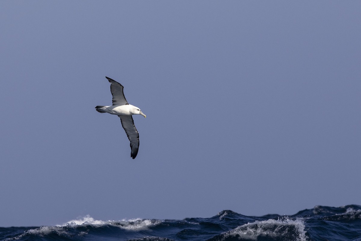 White-capped Albatross (steadi) - ML459382001