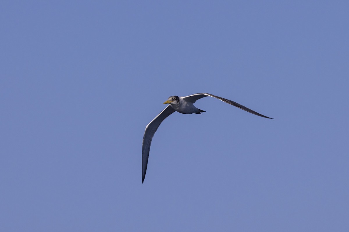 Great Crested Tern - ML459382151