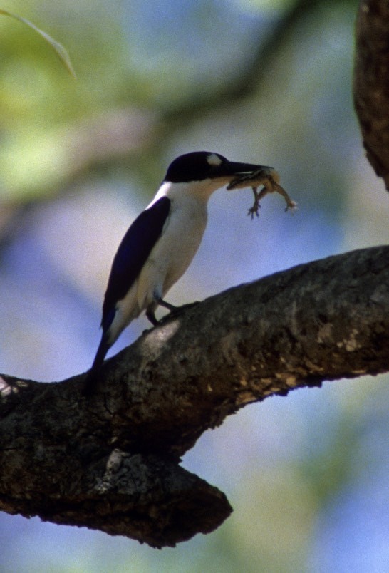 Forest Kingfisher - ML45938261